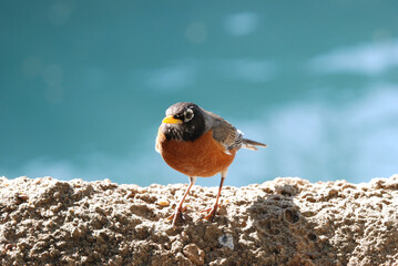 Robin
