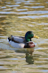 Swimming Male Mallard Duck
