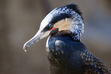 White-Breasted Cormorant Profile
