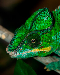 Chameleon Closeup
