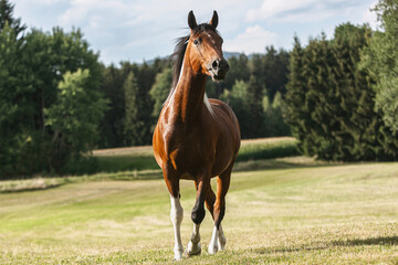 Portrait of a bay pinto arabian crossbreed horse gelding galloping across a meadow in summer outdoors