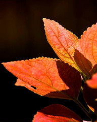 Glowing Leaves
