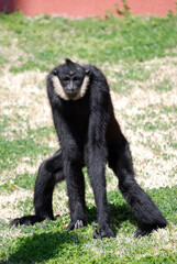 White-cheeked Gibbon Stance
