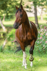 Portrait of a beautiful pinto arabian crossbreed horse on a pasture in summer outdoors
