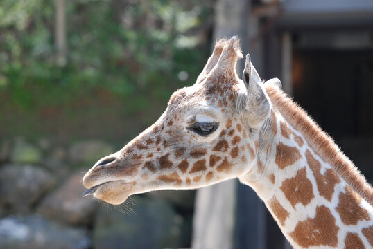Reticulated Giraffe Headshot
