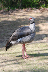 Crested Screamer side view
