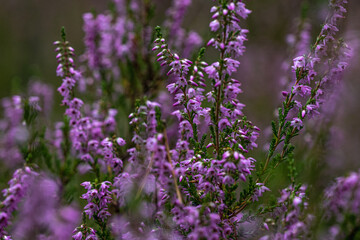 Obraz premium Close-up of delicate violet heathers (Calluna vulgaris) in forest. Blurry heathers in background and in the foreground. Wild nature. Selective focus.