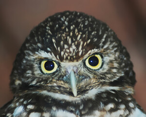 Burrowing Owl Headshot
