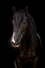 Fototapeta na wymiar Head portrait of an elegant barock pinto horse mare on black background