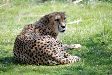 Lounging Cheetah
