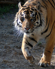 Walking Bengal Tiger
