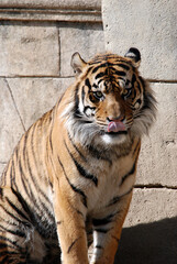 Bengal Tiger Tongue
