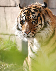Bengal Tiger Portrait