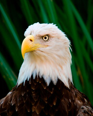 Majestic Bald Eagle
