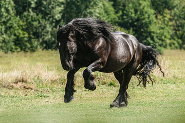 Portrait of a black percheron horse gelding running across a pasture in summer outdoors