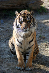 Fototapeta na wymiar Bengal Tiger 