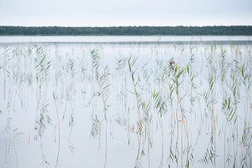 Close-up of lake with water plants. Blue sky and forest in background. Wild nature. Beautiful moment and peaceful atmosphere in nature. Water plants reflect in water.