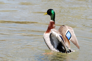 Mallard Duck Diamond
