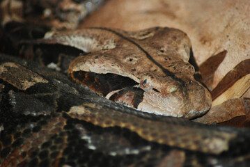 Gaboon Viper Closeup
