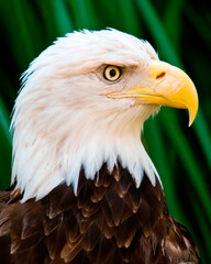 Bald Eagle Portrait
