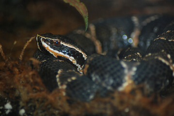 Coiled Cantil
