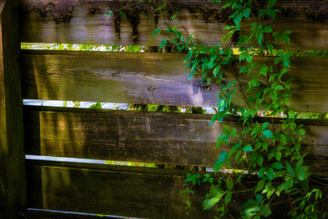 Virginia creeper pant vine grows on a wooden fence