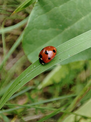 ladybug on a green leaf in the garden