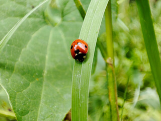 ladybug on a green leaf in the garden