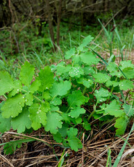 green plant with water drops after rain on the leaves