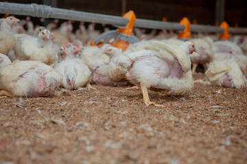 Corral de engorde de gallinas.