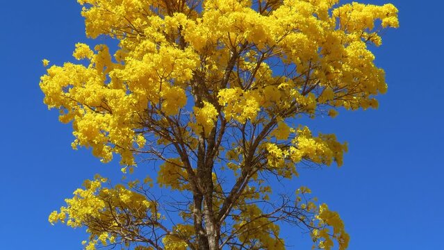 Magical tree. Vertical tilt on yellow flowering trumpet tree on blue sky.