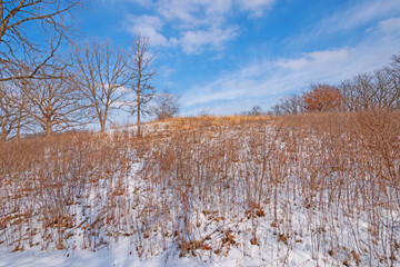 Grasses and Snow in the Winter