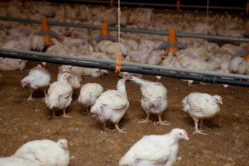 Corral de engorde de gallinas.