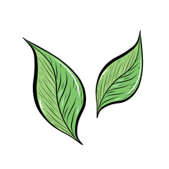 Vector Hand Drawn Doodle Style Green Leaves Isolated on White Background. Retro Vintage Style Leaves Texture. Tropical Fresh leaves, jungle leaves vector floral print textile background or for website