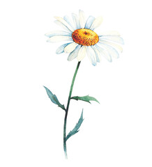Camomile on a white background. Watercolor illustration.