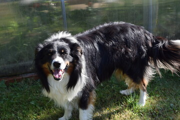 Fototapeta premium border collie dog