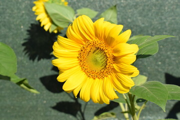 Obraz premium sunflower in the garden