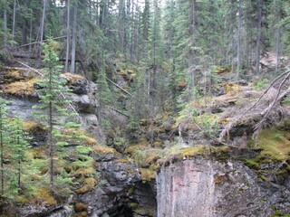 Naklejka premium Forest in the mountains
