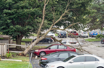 Dead Tree Blown Down onto Car in Storm