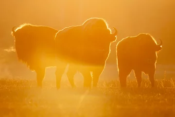 Rolgordijnen Europese bizon © alexugalek