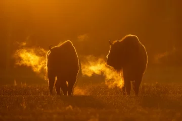 Velvet curtains Bison European bison