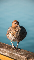 duck on the water