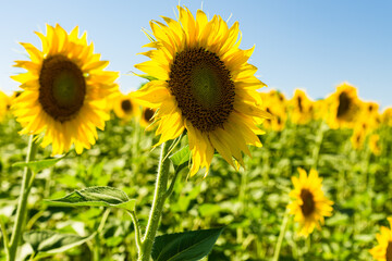 sunflower fields , yellow background 