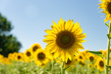 Fototapeta premium sunflower fields , yellow background 
