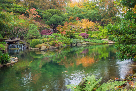 Carps KOI and small waterfall  and orange nature , yew tree, and other  in Kaiserslautern japanese garden in fall  orange colors and reflections in watre
