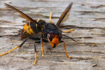 Closeup on a dark colored invasive worker Asian hornet , Vespa velutina sitting on wood - obrazy, fototapety, plakaty