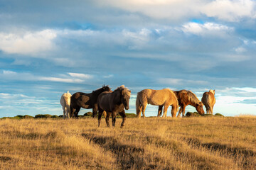 Fototapeta na wymiar glückliche isländische Pferde auf der Wiese