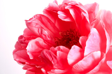 Pink peony isolated on a white background