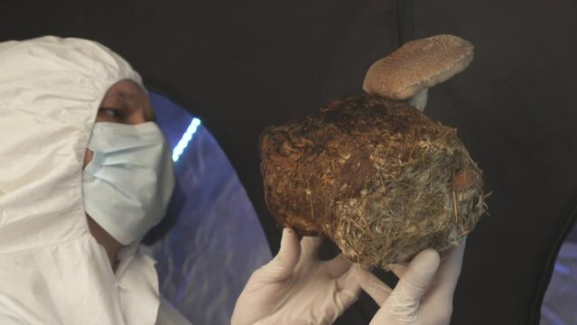 Happy Farmer look at Shiitake Lentinula Edodes mushrooms. Shii Take home farming cultivation growing harvest.