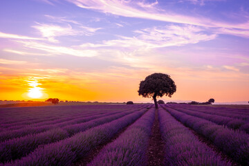 Natural landscape of a lavender field at sunset with the sun in the background, Brihuega....